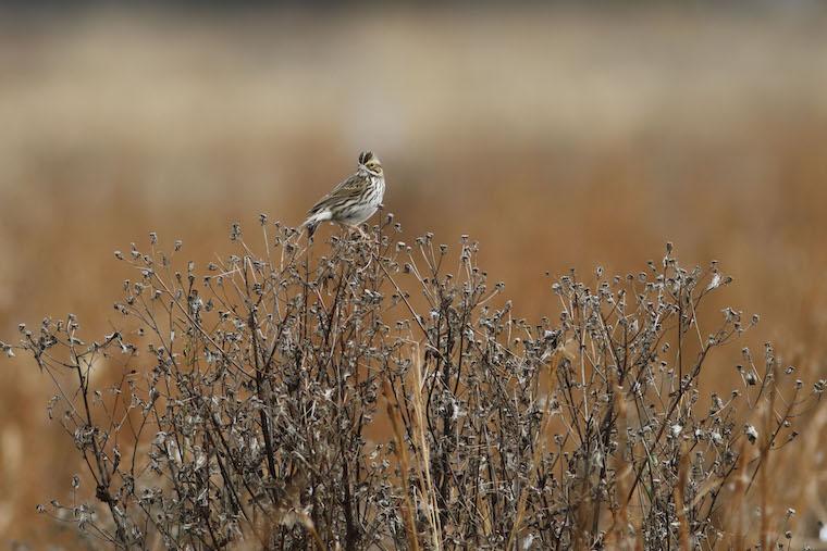 Foreman’s Branch Bird Observatory concludes 27th fall migration season.